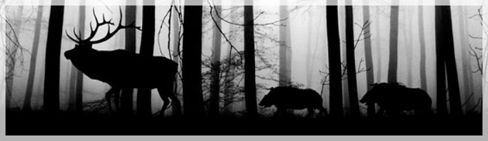 Wildbret aus der Region